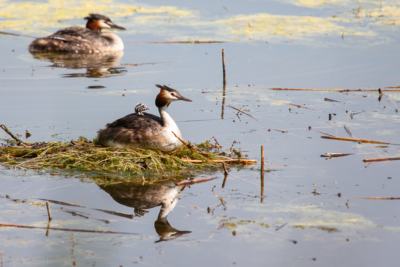 Potápka roháč (Podiceps cristatus)