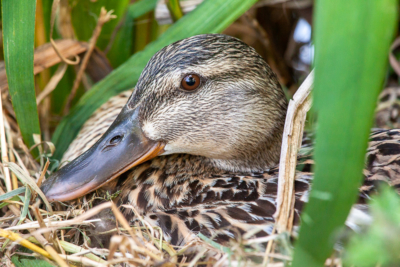 Kachna divoká (Anas platyrhynchos)