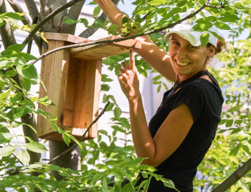 #BudkuNaKazdouZahradu + webinář